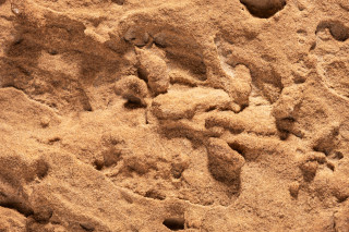 Fossilized burrows 