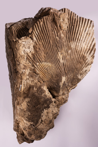 Fossilized palm frond impression