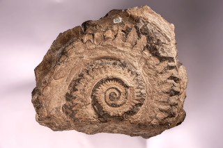 A fossilized tooth whorl that looks like a spiral of teeth