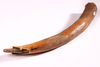 A fossilized mammoth tusk