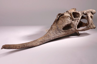 A phytosaur skull