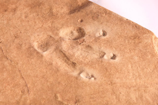 A fossilized track