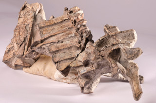 Fossilized ribs and vertebra all together