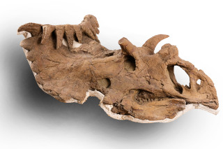 A fossilized Kosmoceratops skull