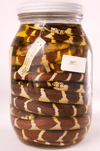 A jar full of California kingsnakes