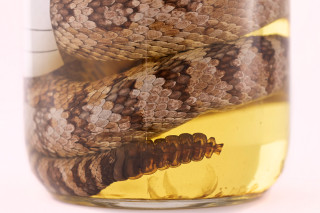 Great Basin rattlesnakes in a jar