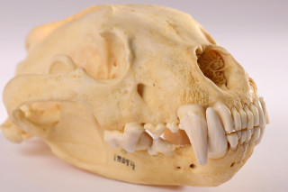 A wolverine skull