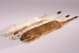 Three long-tailed weasel skins from the museum&#039;s collection