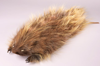 A porcupine study skin from the Museum&#039;s collections.