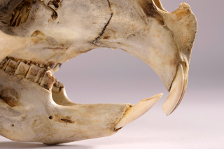 A capybara skull with long teeth