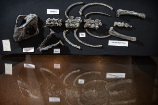 Actual fossils of Patriofelis from the Museum's collections.