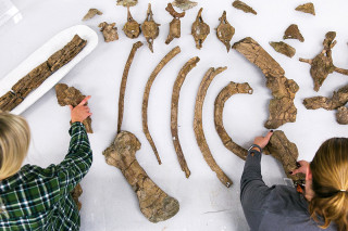 A museum employee and intern arrange dinosaur fossils on a table to make a complete skeleton.