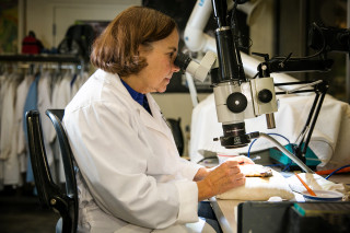 NHMU Volunteer Ann Johnson prepares a fossil in a lab at the Museum.