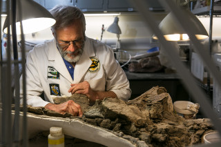 NHMU Volunteer Randy Johnson prepares a fossil in a lab at the Museum.
