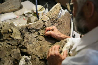 Volunteer Randy Johnson works on a horned dinosaur fossil in the lab. 