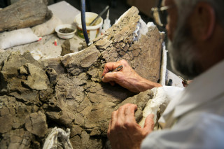 Volunteer Randy Johnson works on a horned dinosaur fossil in the lab.