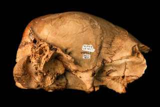 Photo of camel skull found near Fillmore, Utah