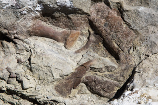Bones of a tyrannosaur discovered in the Utah desert. 