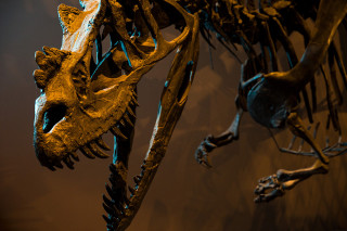 A mounted fossil of a ceratosaurus dinosaur. 