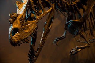 A mounted fossil of a ceratosaurus dinosaur.