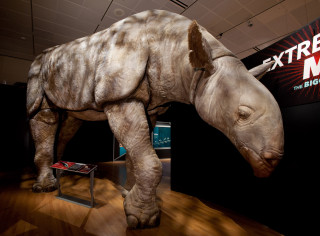 A statue of a large mammal from the exhibit.