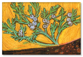 An illustration of a juniper tree