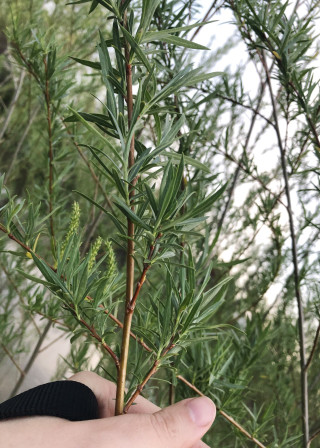 Willow branches