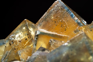 Yellow cubes of fluorite. 