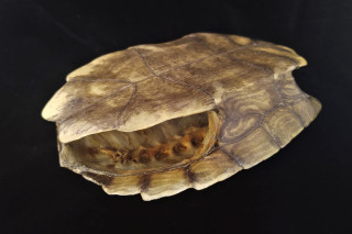An empty turtle shell