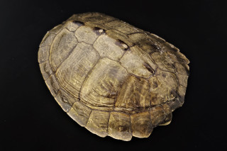 An empty turtle shell