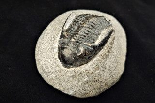 A trilobite fossil