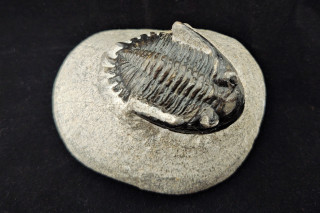 A trilobite fossil