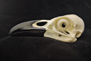 A raven skull