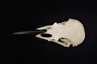 Top view of a raven skull