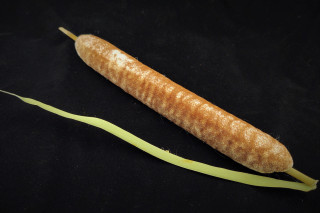 A cattail