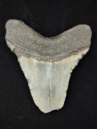 A sharp fossil tooth