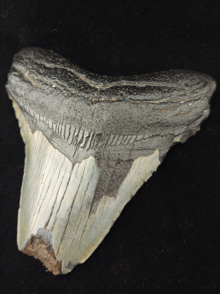 A sharp fossil tooth