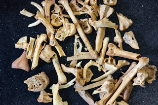 A pile of small bones.