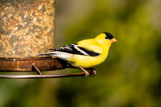 An American goldfinch.
