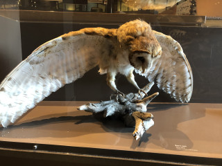 Image of a taxidermy barn owl