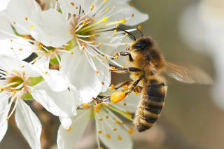 A bee on a flower