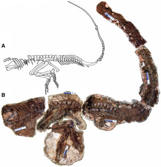 Line drawing (A) and photo (B) of the Poposaurus skeleton (YPM 57100) after excavation. 