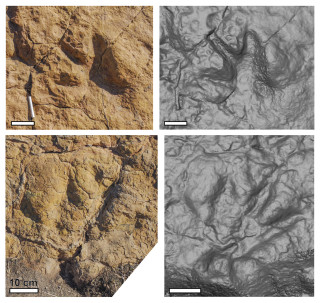 Photos (left) and 3D models (right) of dinosaur-like footprints.