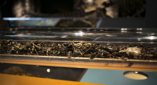 A tube of bones from Homestead Cave on display in the Museum.