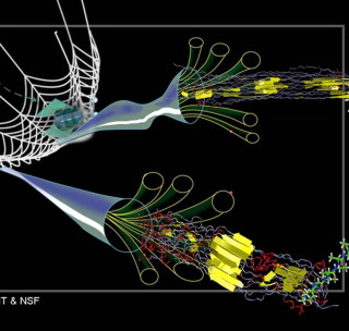 Spider silk proteins. Image © Dr. Markus Buehler, MIT.