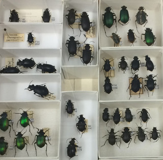 A close-up photo of a collections drawer. 