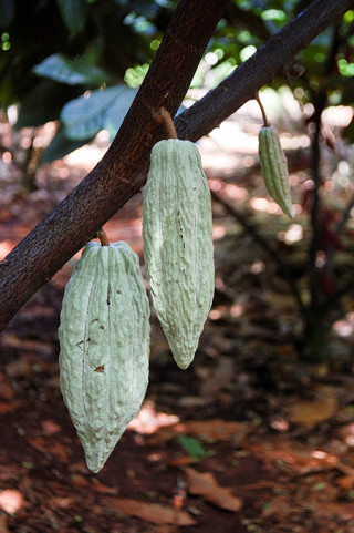 A cacao plant.