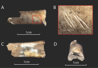 Chendytes bone fragments with burning and stone tool cut marks.