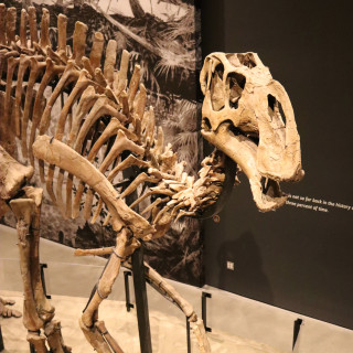 A dinosaur fossil.