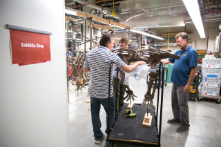 The Akainacephalus mount in the Museum&#039;s exhibits shop. ©NHMU